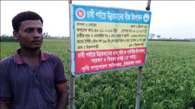 বোরো ধানে ব্লাস্ট রোগ, মেয়াদোত্তীর্ণ কীটনাশক ব্যবহারে ক্ষতিগ্রস্ত কৃষক