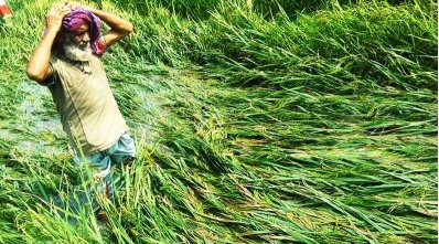 শেরপুরে ঝড় ও শিলাবৃষ্টিতে বোরো ধানের ব্যাপক ক্ষতি
