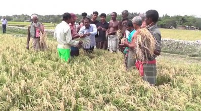 সাতক্ষীরায় বোরো ধানে ব্লাস্ট ছত্রাকের আক্রমণ, বিপাকে কৃষকরা