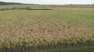 সাতক্ষীরায় বোরো ধানে ব্লাস্ট ছত্রাকের আক্রমণ, বিপাকে কৃষকরা
