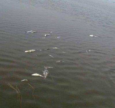 হাওরের পানিতে ভাসছে মরা মাছ