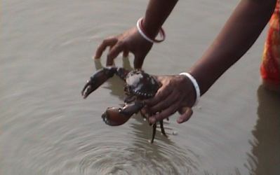 সুন্দরবনের কাঁকড়া যাচ্ছে বিশ্ববাজারে