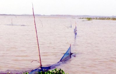 বন্যায় ভেসে গেছে কোটি টাকার মাছ
