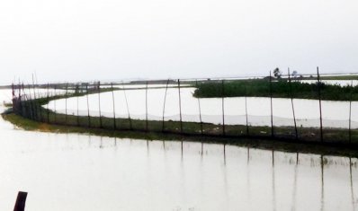 হবিগঞ্জে বন্যায় ভেসে গেছে ৫ কোটি টাকার মাছ
