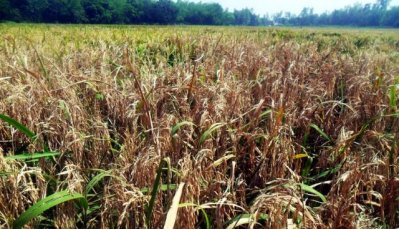 ধানের নেক ব্লাস্ট রোগ