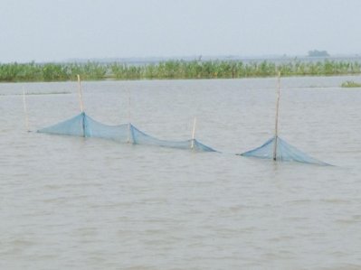 হবিগঞ্জে বন্যায় ভেসে গেছে ৫ কোটি টাকার মাছ