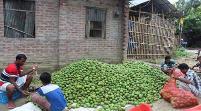 বাঘায় ঝড়ে পড়া আম বিক্রি করা হচ্ছে