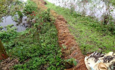 মৌলভীবাজারে পানিতে ডুবে যাওয়ার পর ধানে চিটা