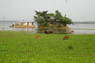 মৌলভীবাজারে পানিতে ডুবে যাওয়ার পর ধানে চিটা
