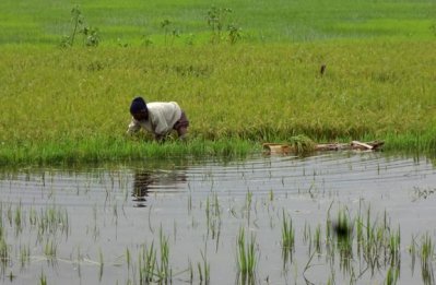 মৌলভীবাজারে পানিতে ডুবে যাওয়ার পর ধানে চিটা