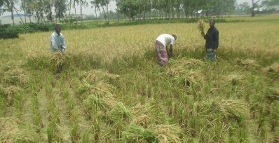 নীলফামারীতে ধানে ‘নেক ব্লাস্ট’, দিশেহারা কৃষক