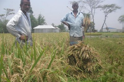 নীলফামারীতে ধানে ‘নেক ব্লাস্ট’, দিশেহারা কৃষক