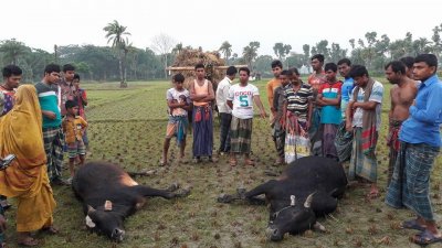 বজ্রাঘাতে দুটি গরুও মারা গেছে