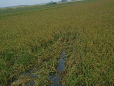 বোরো ধান নিয়ে দিশেহারা চান্দার বিলের কৃষকরা