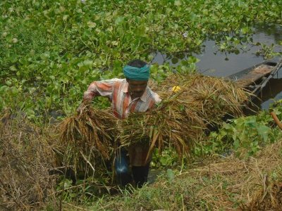 বোরো ধান নিয়ে দিশেহারা চান্দার বিলের কৃষকরা