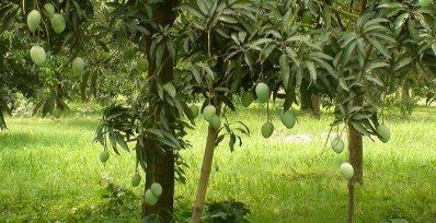 রাসায়নিকমুক্ত আম বাজারজাত করতে যেসব প্রস্তুতি চাঁপাইনবাবগঞ্জে