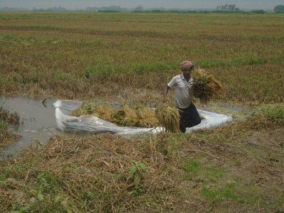 বোরো ধান নিয়ে দিশেহারা চান্দার বিলের কৃষকরা