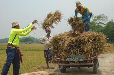 বোরো ধান নিয়ে দিশেহারা চান্দার বিলের কৃষকরা