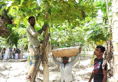 গাছ থেকে পেঁপে পাড়ছেন কৃষক