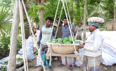 মাগুরার বারইপাড়া গ্রামে উৎপাদিত পেঁপে