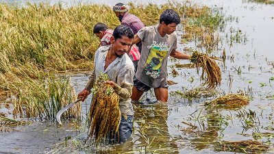 তলিয়ে যাওয়া ধান কাটছেন কৃষকরা