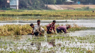 তলিয়ে যাওয়া ধান কাটছেন কৃষকরা 