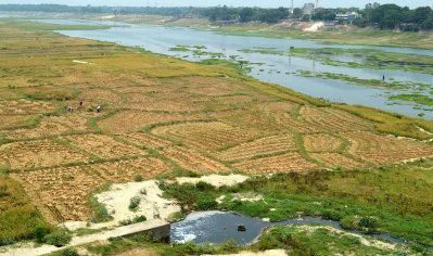 পানিশূন্য হওয়ায় মহানন্দার তীরে ধান চাষ