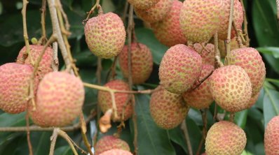 কিশোরগঞ্জের মঙ্গলবাড়িয়ার লিচু
