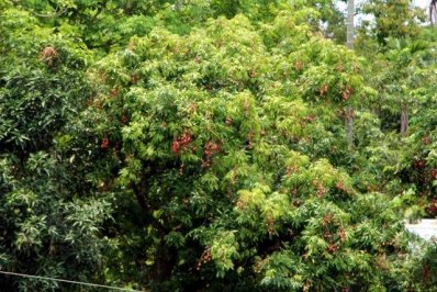 কিশোরগঞ্জের মঙ্গলবাড়িয়ার লিচু বাগানের গাছে গাছে ঝুলছে পাকা লিচু