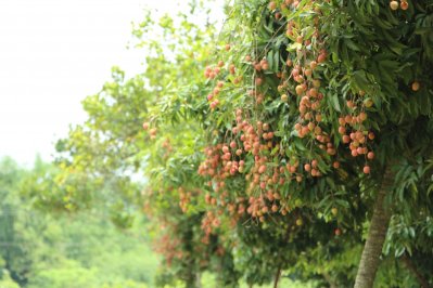কিশোরগঞ্জের মঙ্গলবাড়িয়ার লিচু বাগান
