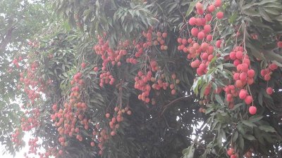 বাগানে পাকা লিচু