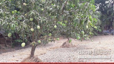 সাতক্ষীরার আম