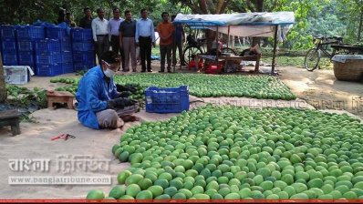ইউরোপে রফতানি হচ্ছে সাতক্ষীরার আম