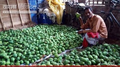 ইউরোপে রফতানি হচ্ছে সাতক্ষীরার আম