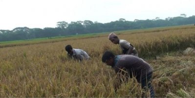 বোরো ধান কাটায় ব্যস্ত কৃষকরা