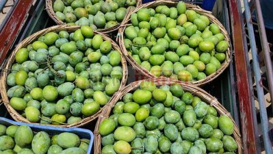 রাজশাহীর আম