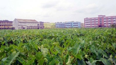 ভিক্টোরিয়া কলেজে খেলার মাঠ যেন কচুক্ষেত