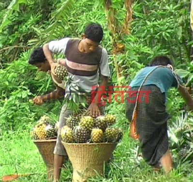 চিম্বুকের পথে পথে আনারস