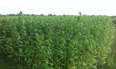কুষ্টিয়ায় বেড়েছে পাটের চাষ