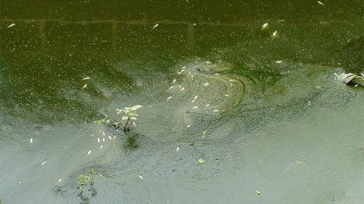 Gopalganj-Fish-Death-Photo-02-(05.07