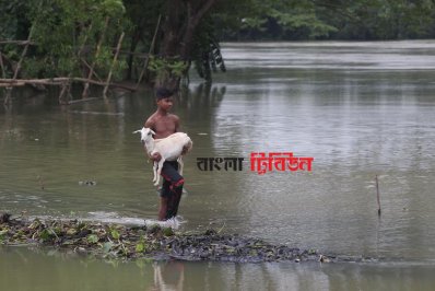 সিলেটের বালাগঞ্জে বন্যার পানি বৃদ্ধি পাওয়ায় গবাদিপশুকে অন্যত্র সরিয়ে নেওয়া হচ্ছে