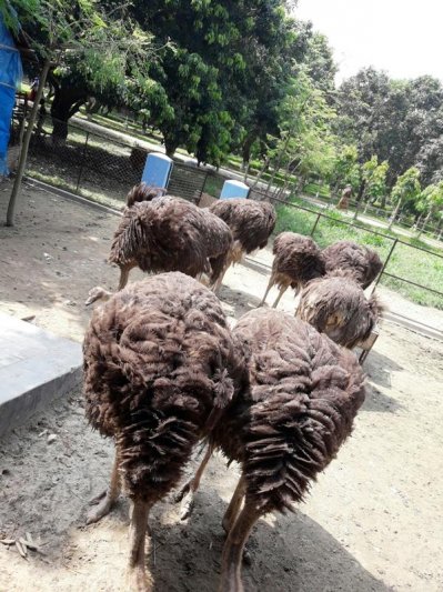 হাবিপ্রবিতে উটপাখির খামার