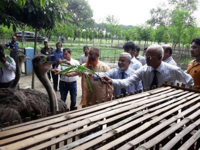 হাবিপ্রবিতে উটপাখির খামার