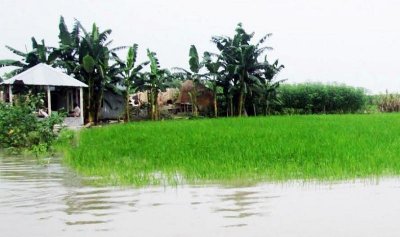 বন্যার পানিতে তলিয়ে যেতে থাকা আমনক্ষেত (ছবি- বগুড়া প্রতিনিধি)