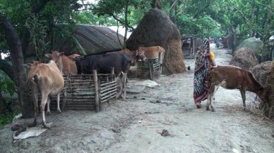 গবাদি পশু রাখা হয়েছে রাস্তায়