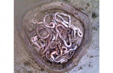 রাজশাহীতে বুধবার ১৯টি গোখরা সাপ নিধন করা হয়