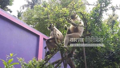 গাছের ডালে কালোমুখ হনুমান (ছবি- প্রতিনিধি)