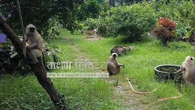 কালোমুখ হনুমান (ছবি- প্রতিনিধি)