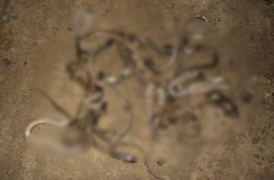 বসতঘরে পাওয়া গোখরাগুলো (ছবি- কুষ্টিয়া প্রতিনিধি)