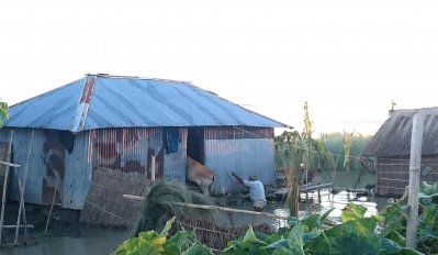 কুড়িগ্রামে বানভাসী মানুষ গবাদী পশু নিয়ে বিপাকে (ছবি- কুড়িগ্রাম প্রতিনিধি)